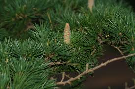 Cedrus deodara 